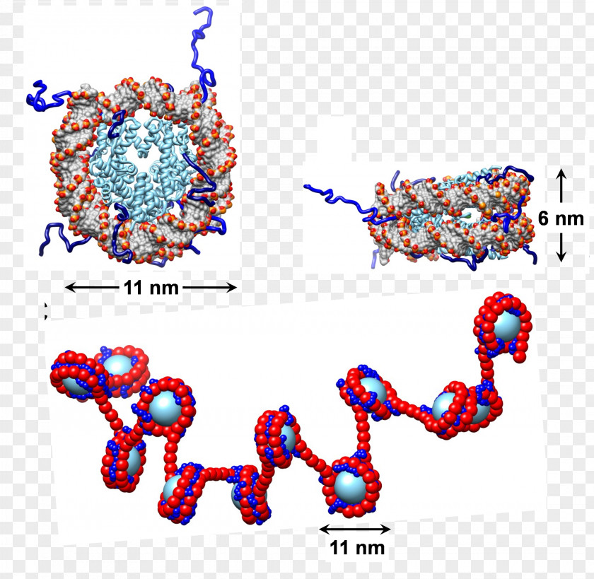 Structural Combination Nucleosome Chromatin Histone DNA Non-covalent Interactions PNG