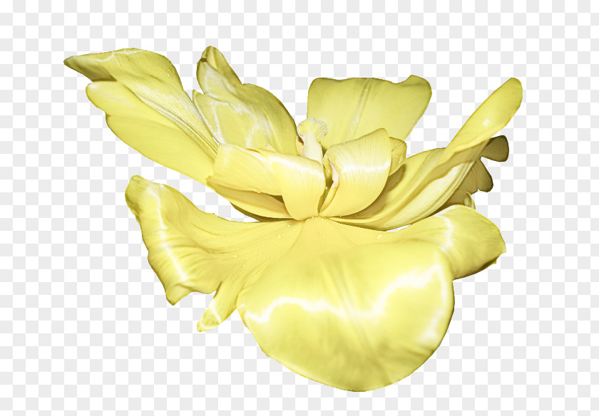 Cut Flowers Herbaceous Plant Yellow Petal Flower Tulip PNG