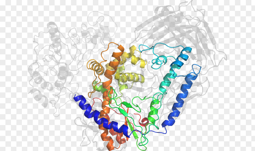 Dna Polymerase Iii Holoenzyme Art Organism Clip PNG