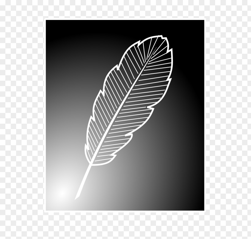 Feathers Vector Bird Feather Line Art Clip PNG