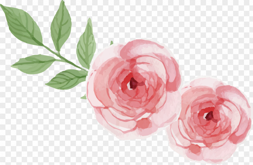 Painted Rose Vector Garden Roses Centifolia Beach Logo PNG
