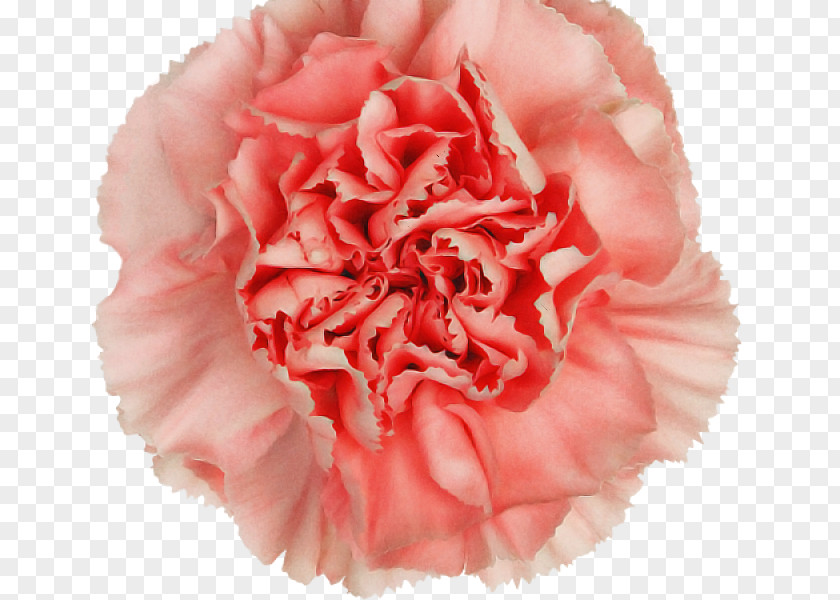 Pink Carnation Flower Petal Plant PNG