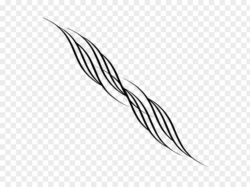 Tatoo Line Art Feather Monochrome Photography PNG