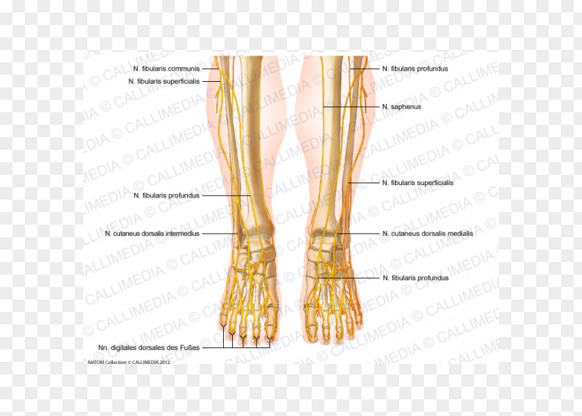 Abdomen Anatomy Common Peroneal Nerve Peroneus Longus Foot Superficial PNG