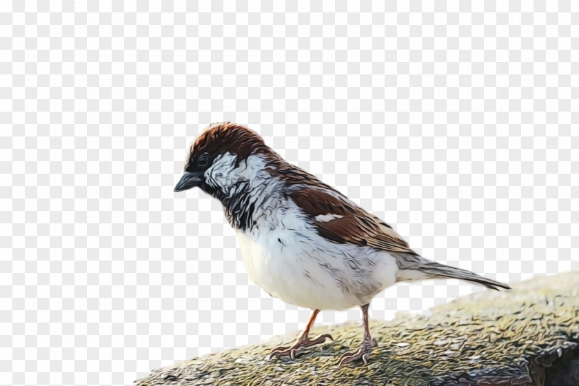 Bird Sparrow House Beak Perching PNG