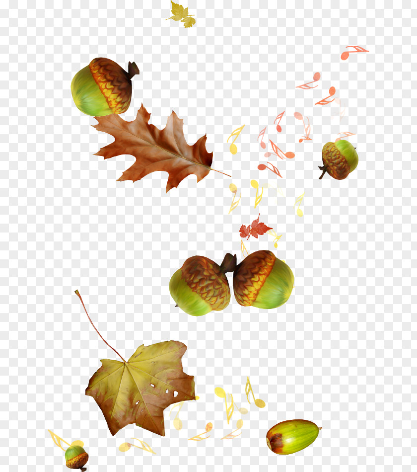 Echinacea Notes Autumn Clip Art PNG