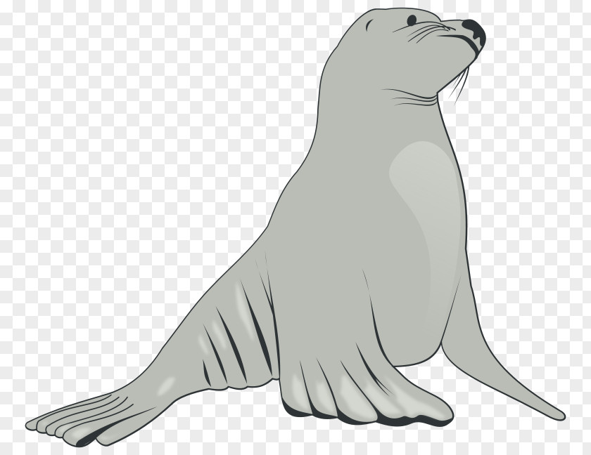 Gray Sea Lions Lion Clip Art PNG