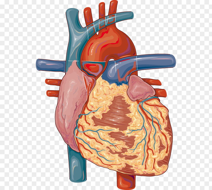 Heart Medicine Lymph Node Cardiovascular Disease Circulatory System PNG