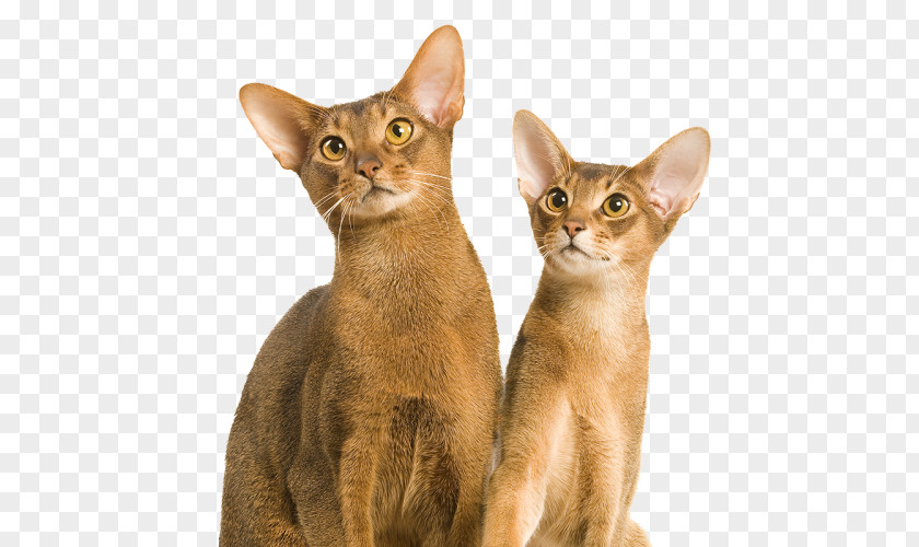 Kitten Abyssinian Oriental Shorthair Chausie Javanese Cat German Rex PNG