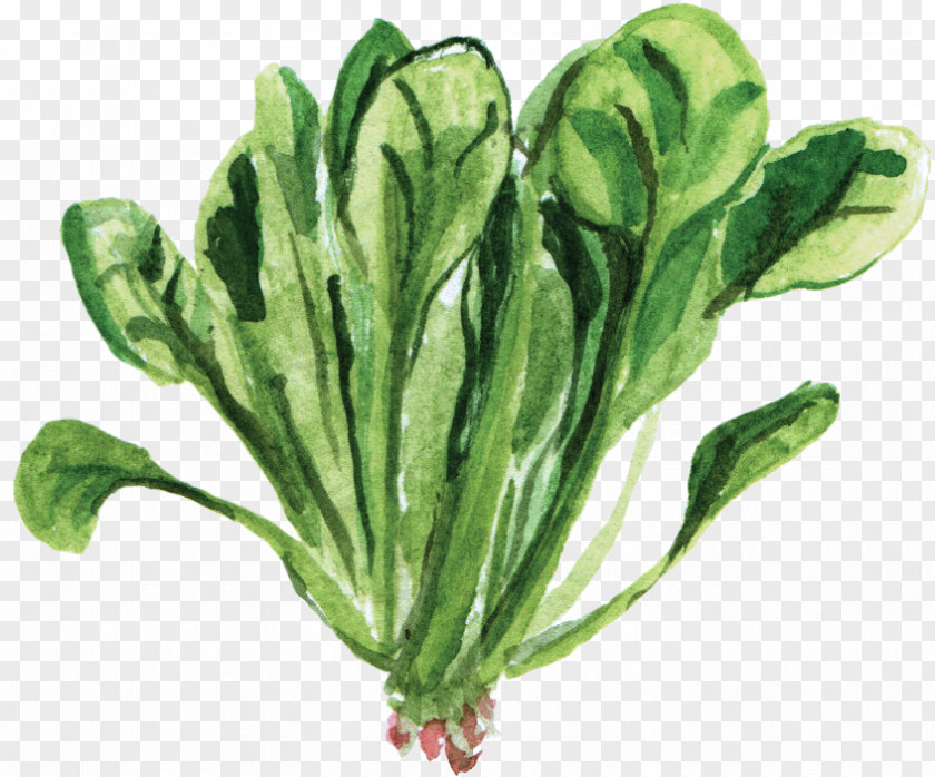 Watercolor Plant Spinach Vegetarian Cuisine Leaf Vegetable Food PNG