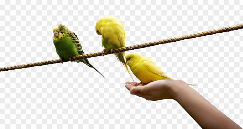 A Bird Standing On Rope Lovebird Yellow PNG