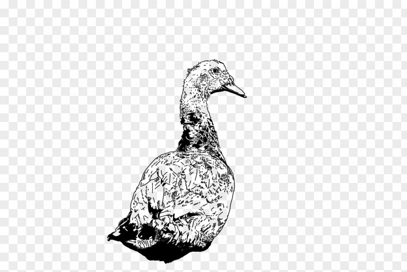 Duck DuckDuckGo Goose Feather 0 PNG