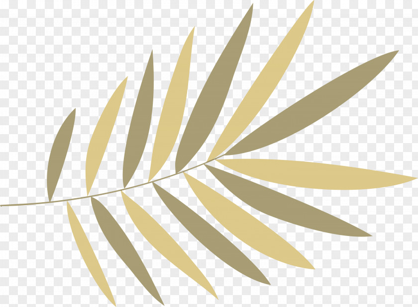 Aloe Vera PNG