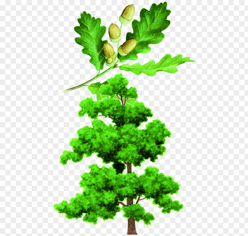 Crown English Oak Tree Leaf Branch PNG