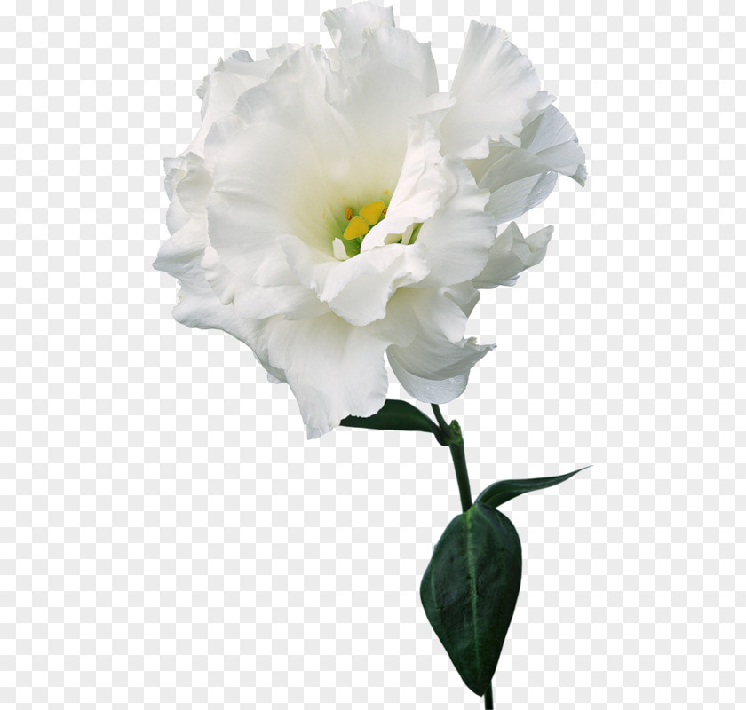 Floral Illustration Creative Patterns Carnation Dianthus Chinensis White Flower Pink PNG