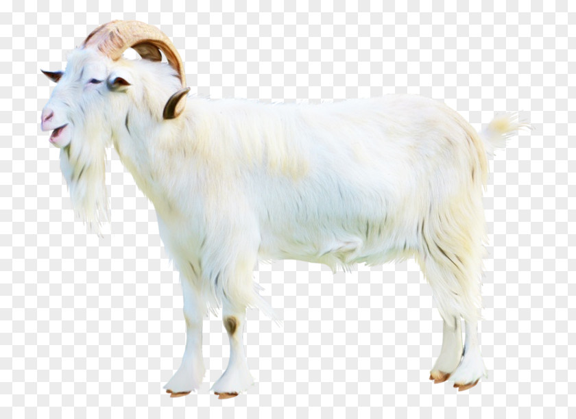 Goat Vector Graphics Image Clip Art PNG