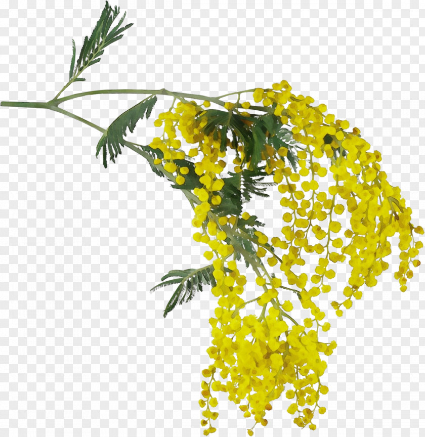 Mimosa Goldenrod PNG