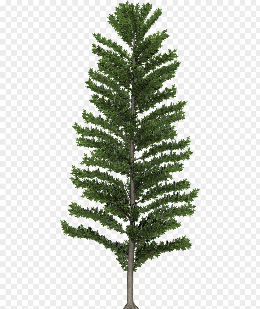 Of Trees Spruce Fir Christmas Tree Pine Larch PNG