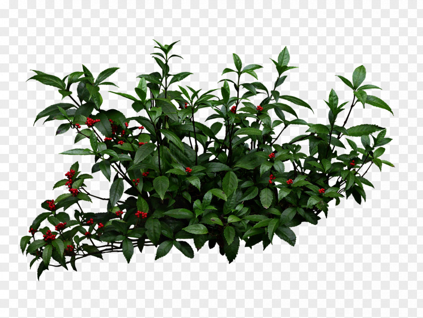 Plant Shrubs Shrub Garden Pixel Clip Art PNG