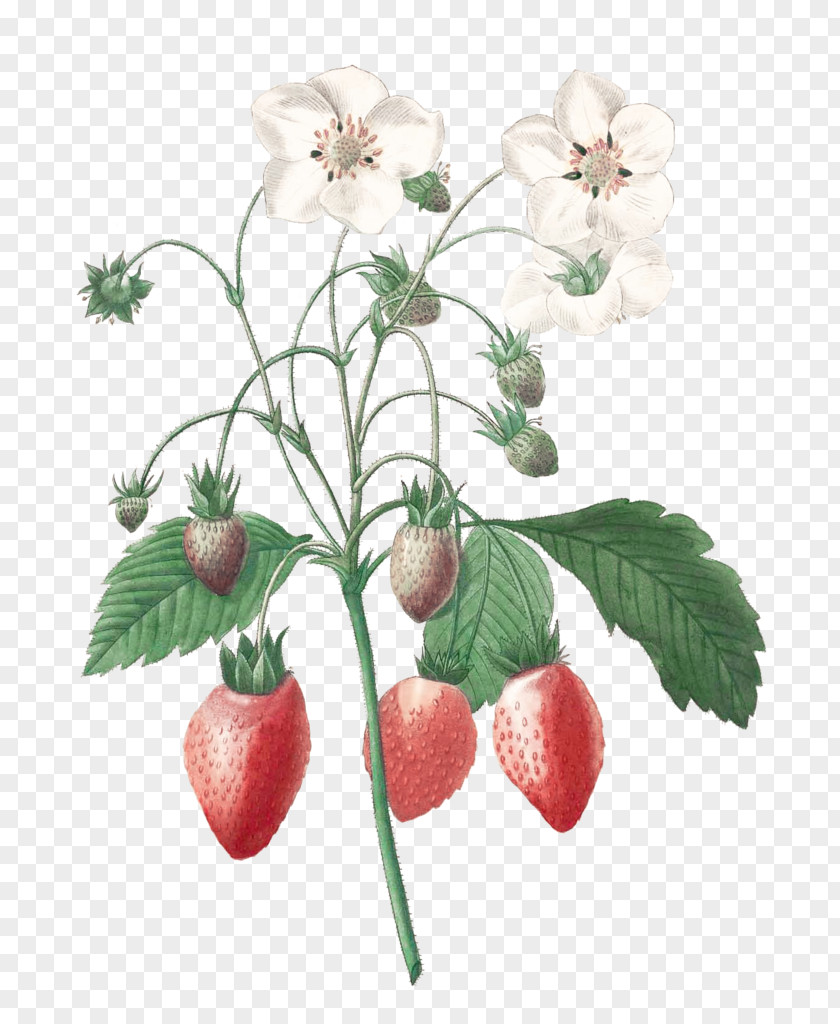 Strawberry Illustration Pierre-Joseph Redouté (1759-1840) Choix Des Plus Belles Fleurs Botanical Art PNG