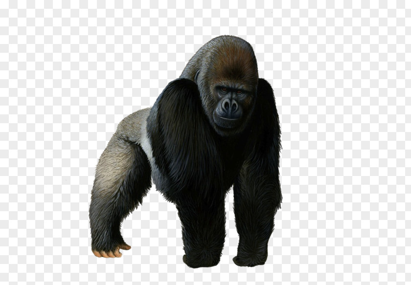 Vl Chimpanzee Clip Art Primate Mountain Gorilla PNG