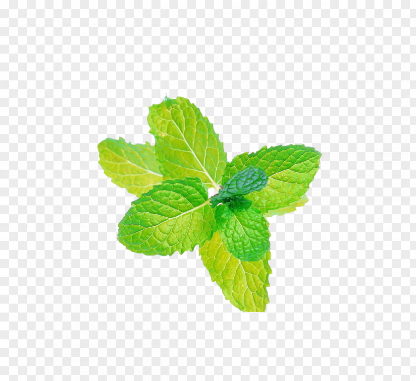 Mint Leaf Peppermint Mentha Spicata Menthol Flavor Electronic Cigarette Aerosol And Liquid PNG