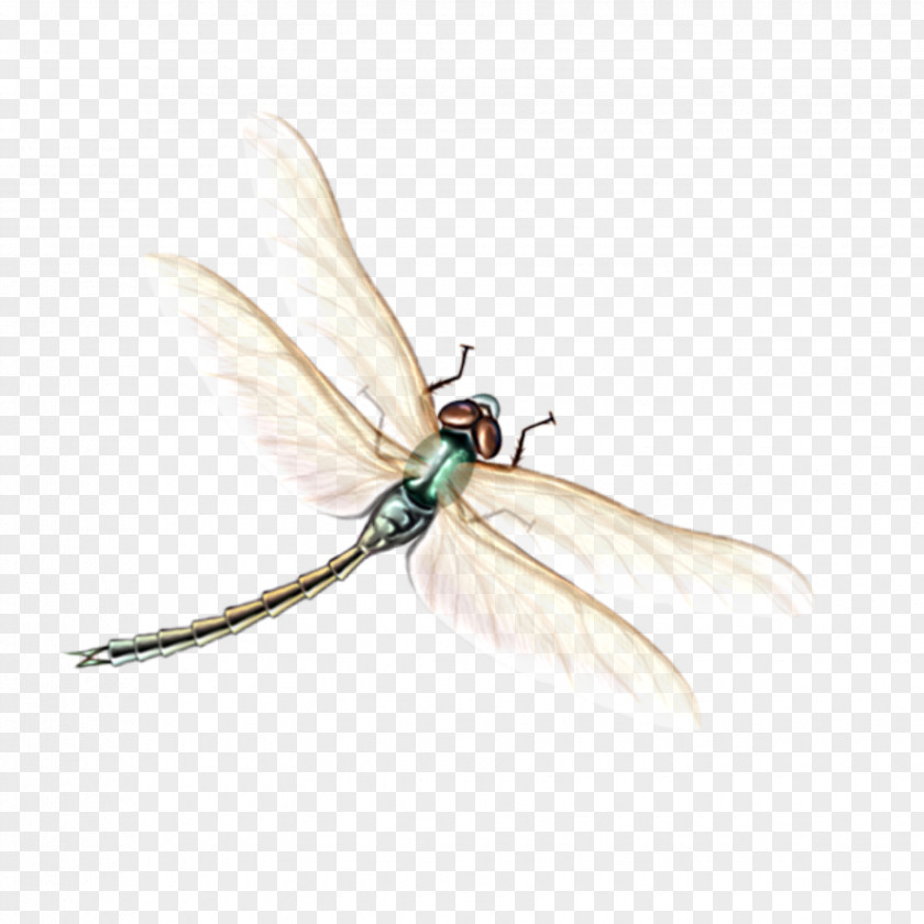 Netwinged Insects House Fly Insect Dragonflies And Damseflies Pest Damselfly PNG