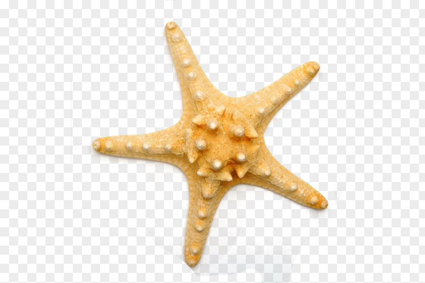 Pentagon Starfish Benthic Zone Sea Tube Feet PNG