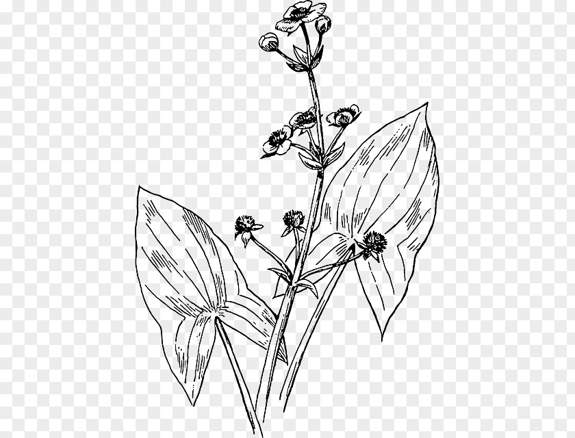Plant Broadleaf Arrowhead Drawing PNG