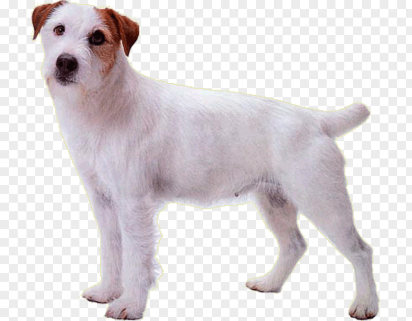Puppy Jack Russell Terrier Parson Dog Breed Rare (dog) PNG