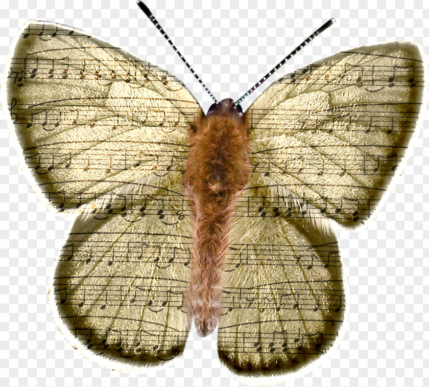 Score Butterfly Clip Art PNG