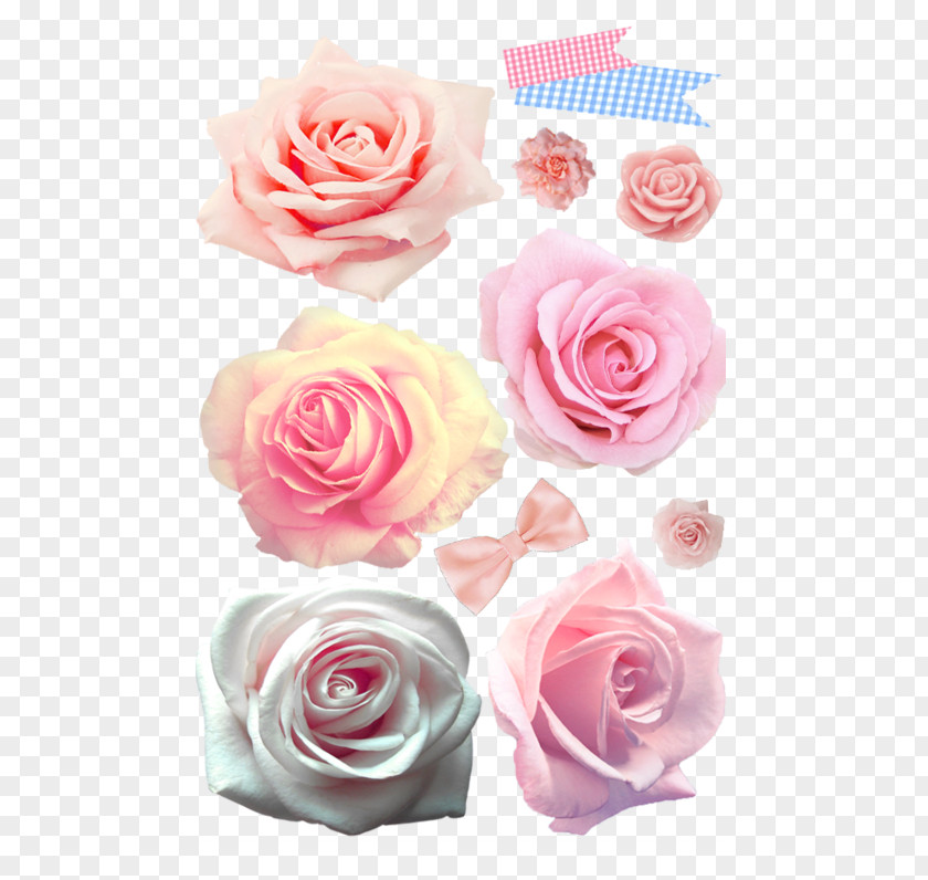 Text Poems For Everyone Except George Garden Roses Cabbage Rose Floral Design Cut Flowers PNG