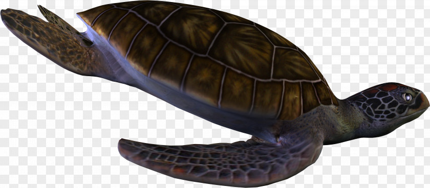 Turtle Sea Reptile Clip Art PNG