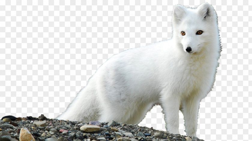 Arctic Fox High-definition Television Desktop Wallpaper PNG