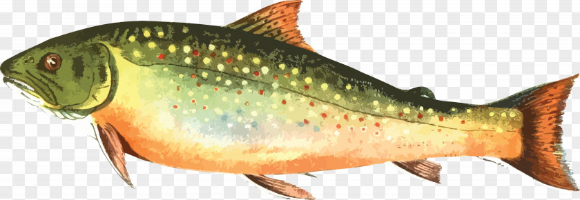 Fishing Brown Trout Rainbow Clip Art PNG