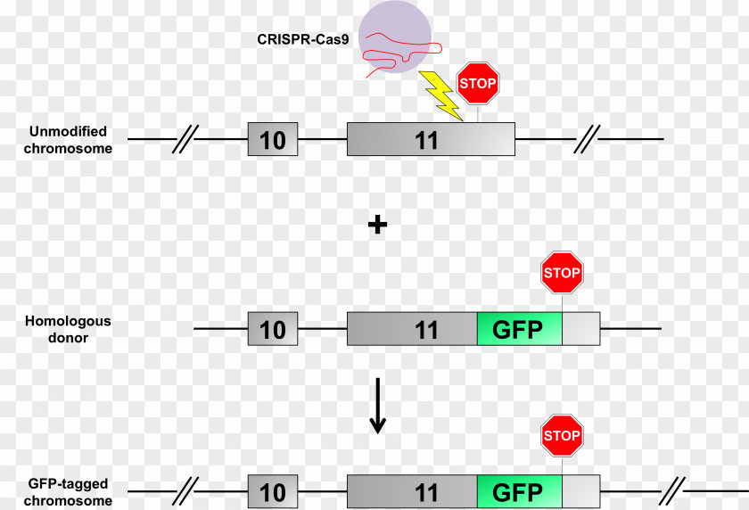 Flyer. Vector Green Fluorescent Protein CRISPR Transgene Mouse Gene Knockin PNG
