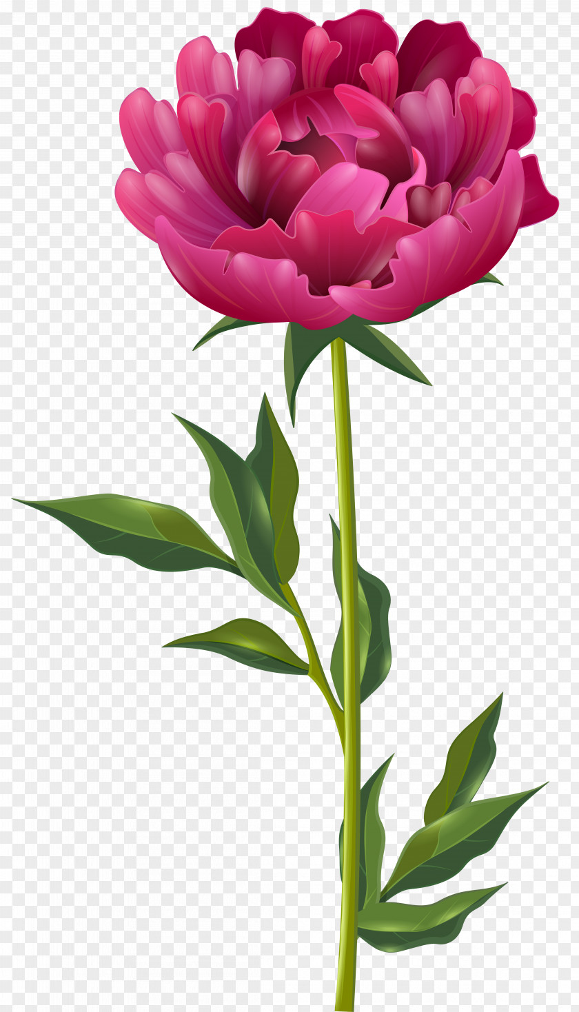 Peony Flower Paeonia Officinalis Clip Art PNG