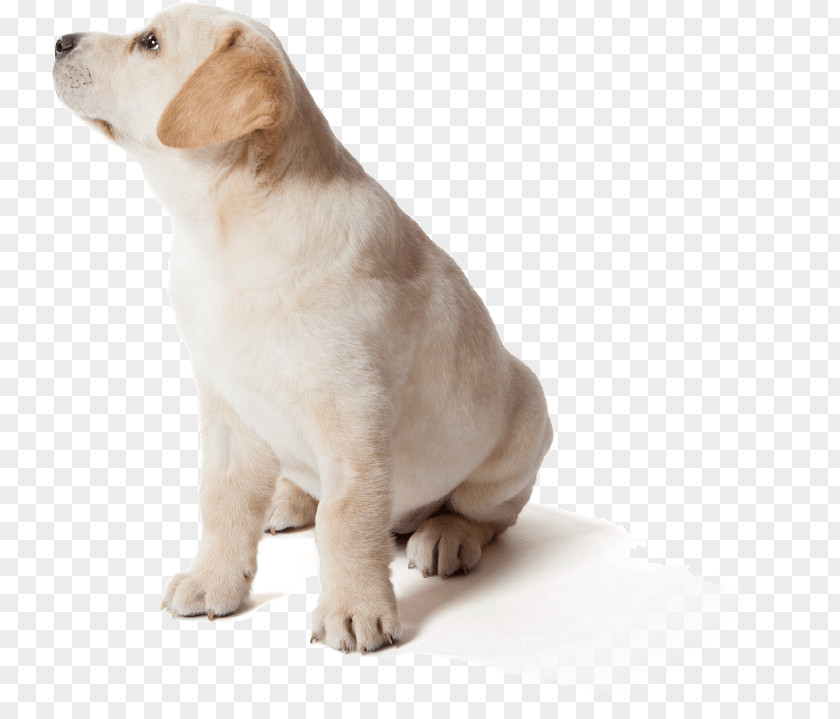 Puppy Labrador Retriever Dog Breed Flying Discs Companion PNG
