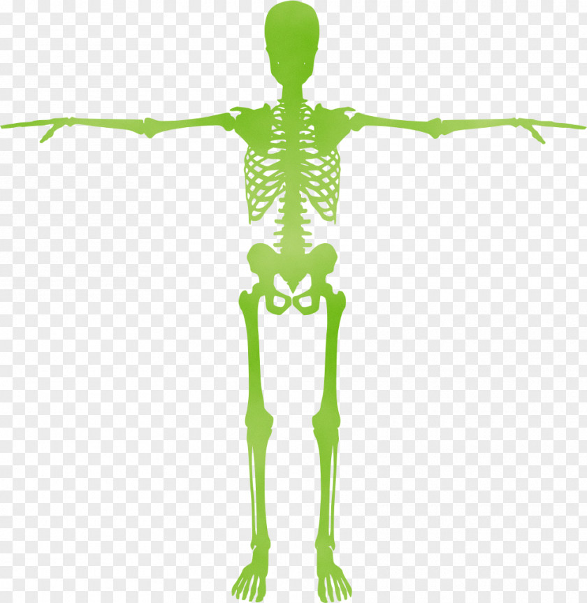 Silhouette Human Skeleton Drawing PNG