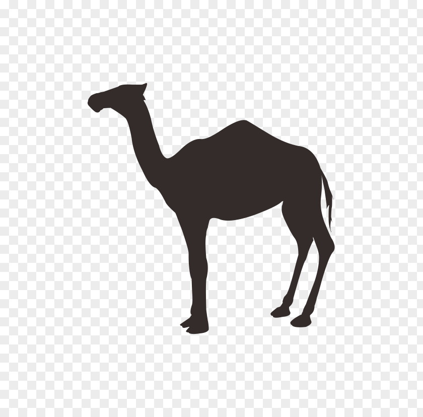 Camel Dromedary Milk Stock Photography Desert Illustration PNG