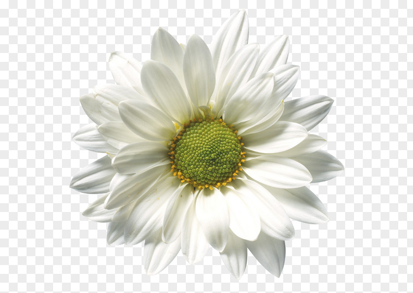 Chamomile Oxeye Daisy Common PNG