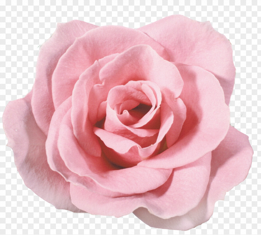 Flower Garden Roses Still Life: Pink PNG