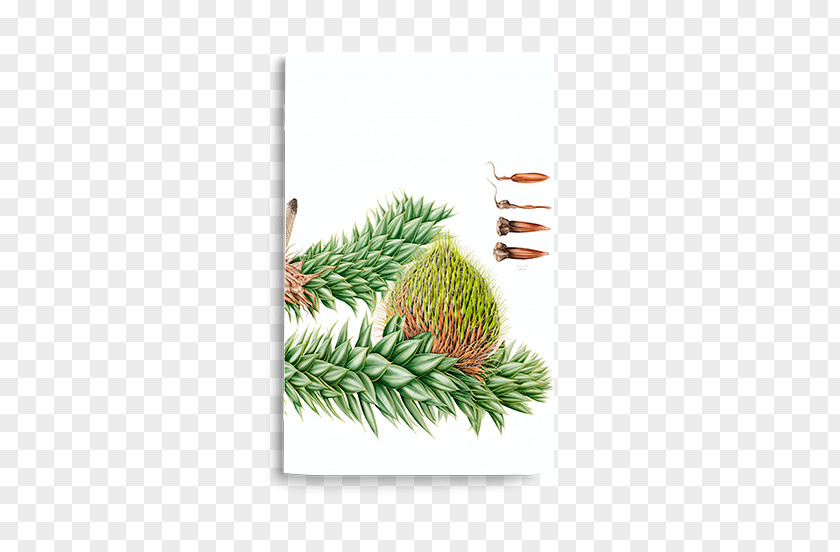 Forests Chile Luzuriaga Radicans Plant Notebook PNG