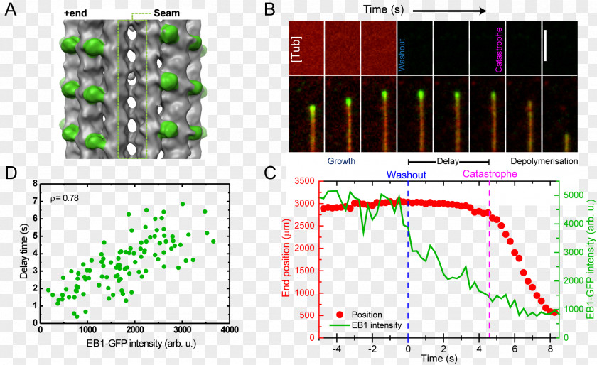 Microtubule Microtubule-associated Protein Total Internal Reflection Fluorescence Microscope Electron MAPRE1 PNG