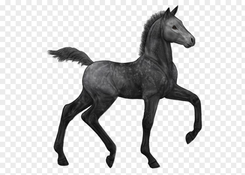 Mustang Stallion Arabian Horse Foal Colt PNG