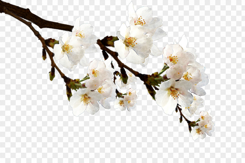 Plum Flower Grey Poster Television PNG