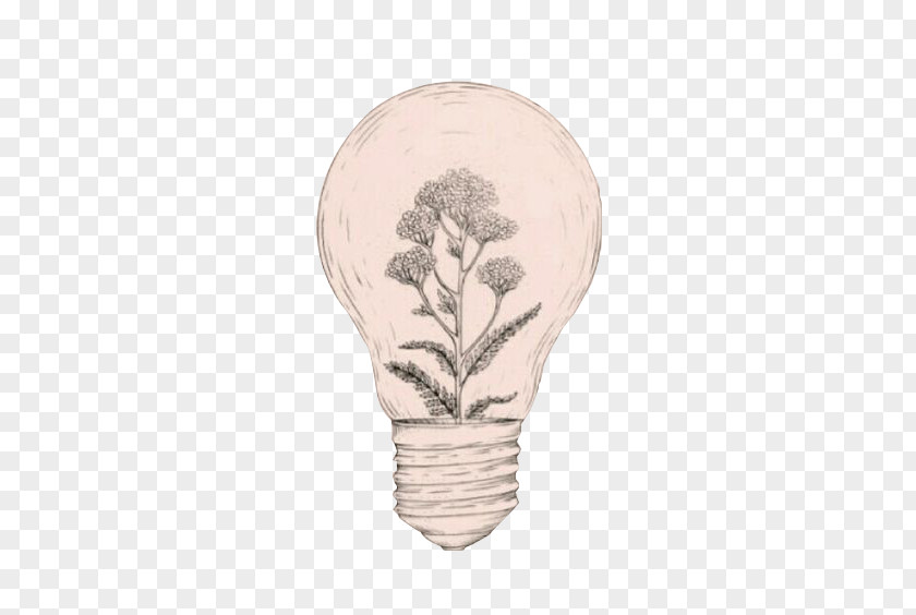 Bulb Plant Cultivation Drawing Idea Aesthetics Art Sketch PNG