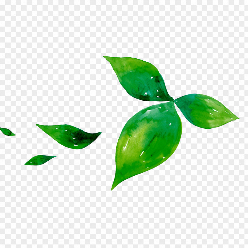 Green Tea Leaf Matcha PNG