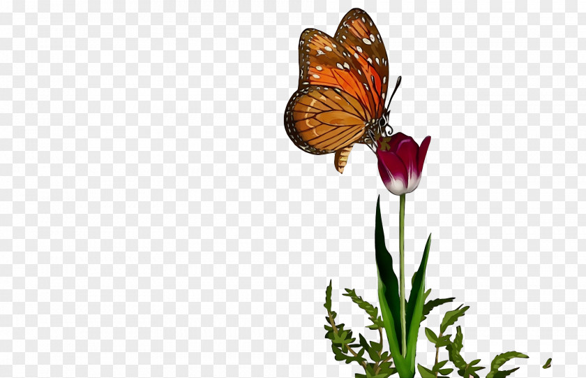 Monarch Butterfly PNG