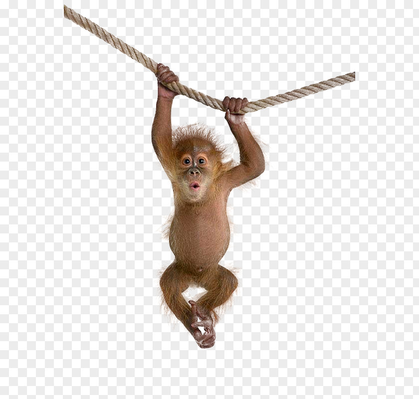 Monkey Clip Art PNG